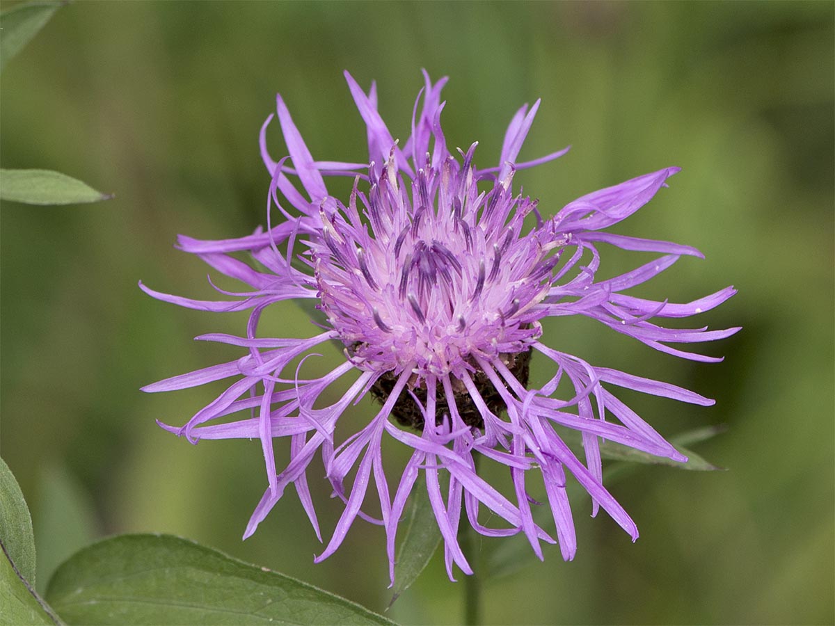 Blüten